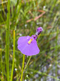 Utricularia Arenaria Flower seeds for Planting Cottage Garden Essential, Heirloom & GMO Free Seeds for Home Garden seeds for planting