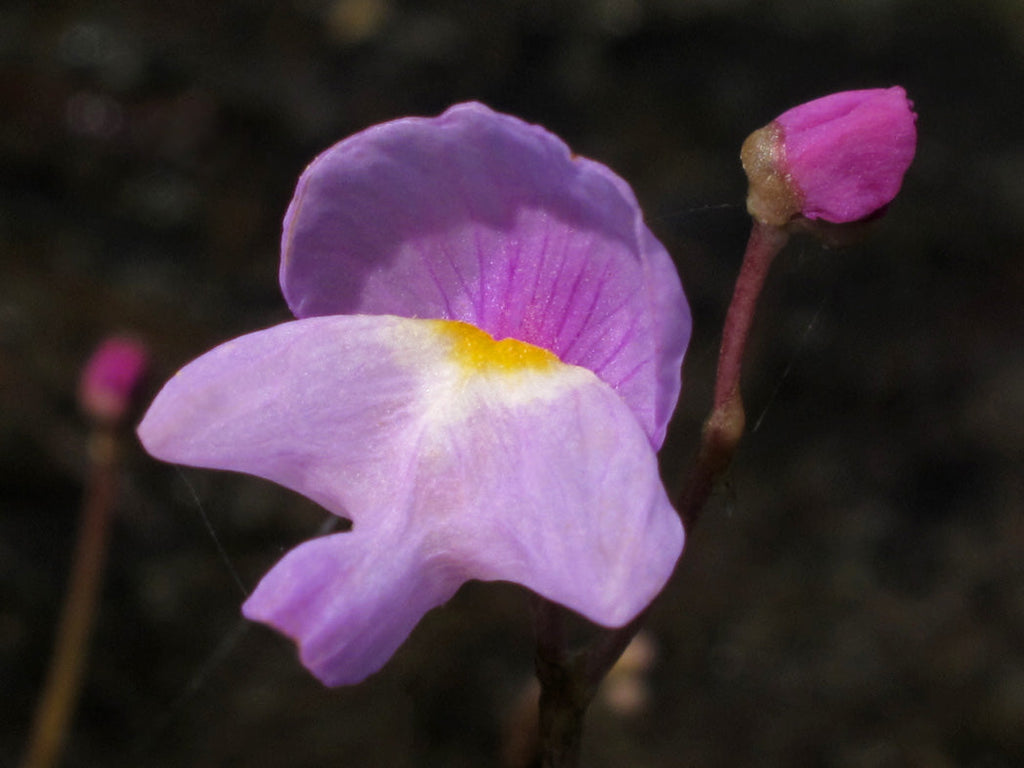 Premium Violet Utricularia Flower seeds for Planting Wildflower Mix, Heirloom & GMO Free Seeds for Home Garden Sale seeds