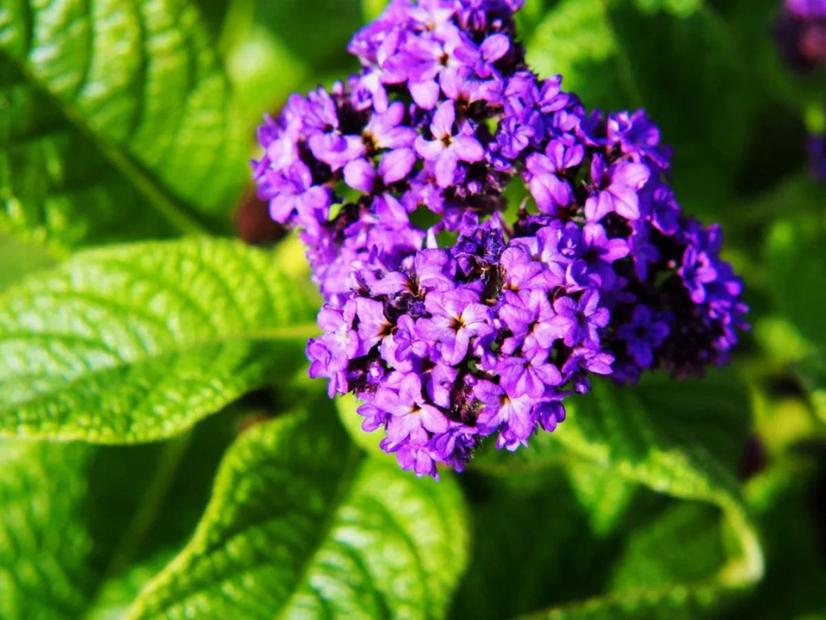 Heliotrope Flower seeds for Planting - Garden Favorite, Heirloom & GMO Free Seeds for Home Garden