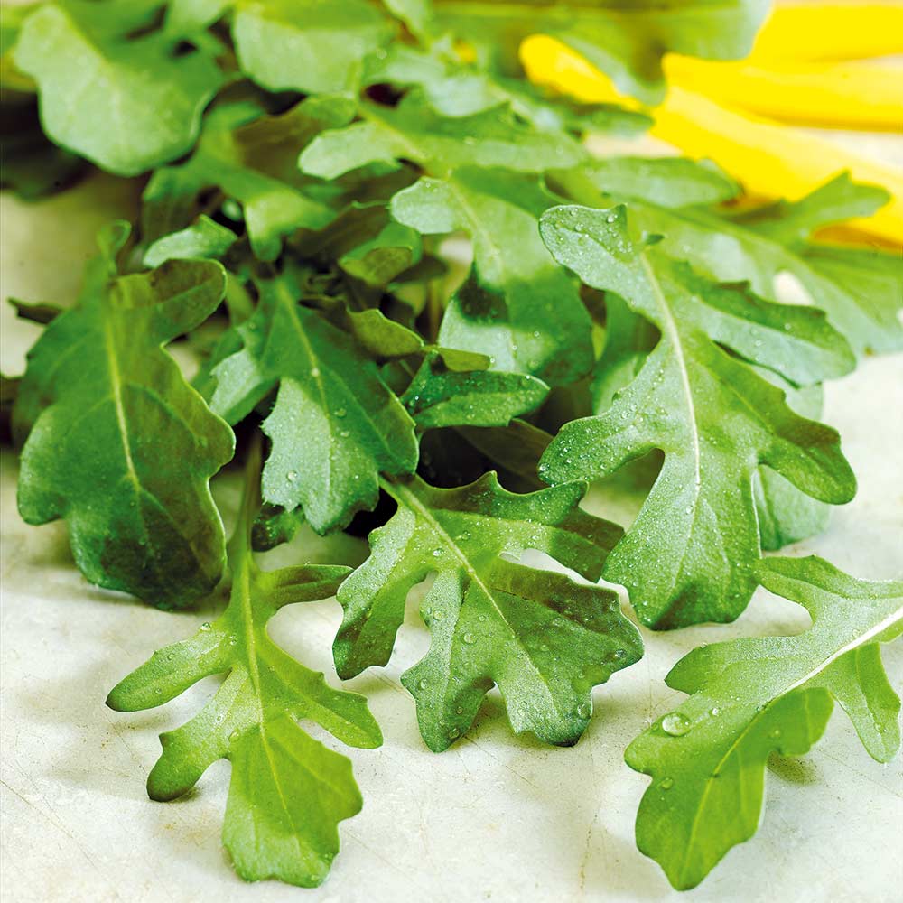 Rocket Flower seeds for Planting Bright Blooms, Heirloom & GMO Free Seeds for Home Garden seeds for planting