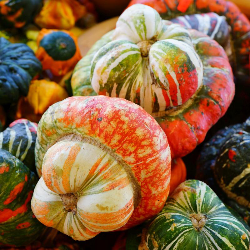 Turks Turban Vegetable Seeds for Unique Gourd Cultivation - Seed for Creative Gardening and Distinctive Harvests