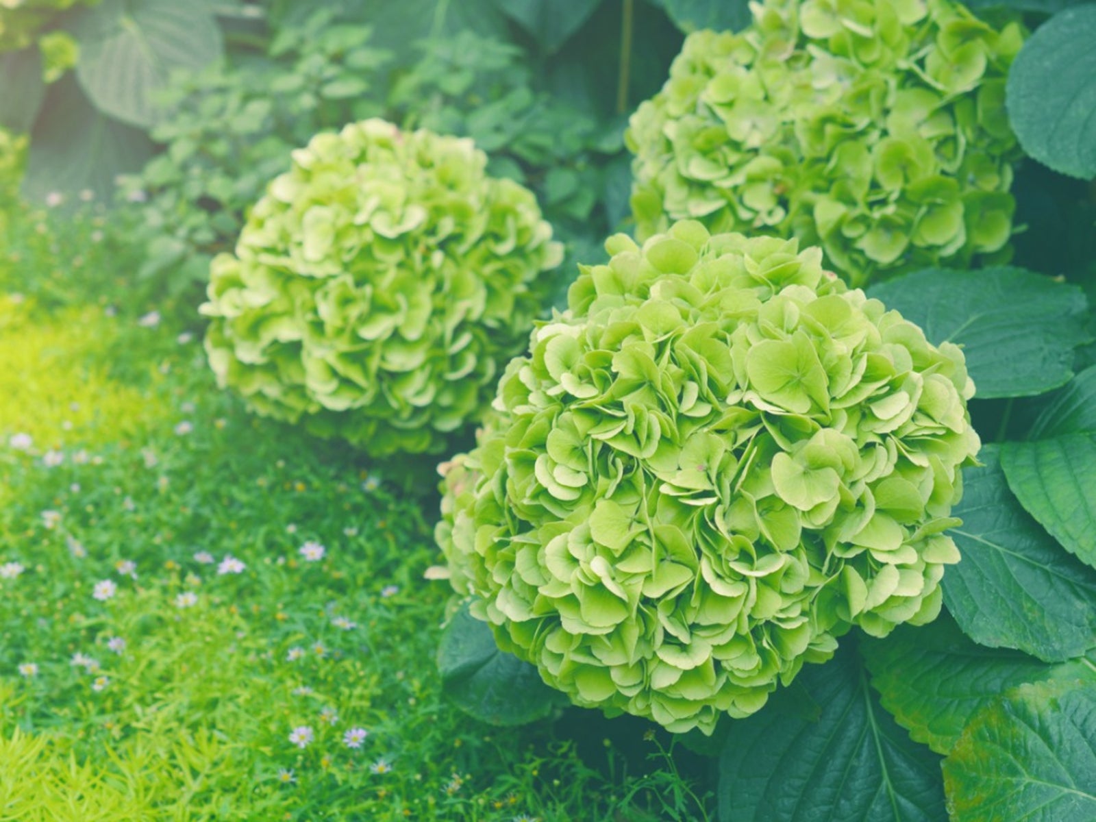 Hydrangea macrophylla Green Cloud Flower seeds for Planting Seasonal Bloomer, Heirloom & GMO Free Seeds for Home Garden vegetable and garden seeds