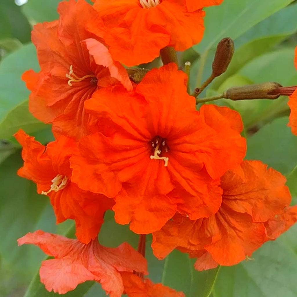 High quality Orange Cordia Sebestena Flower seeds for Planting Long Bloom Season, Heirloom & GMO Free Seeds for Home Garden seeds pack