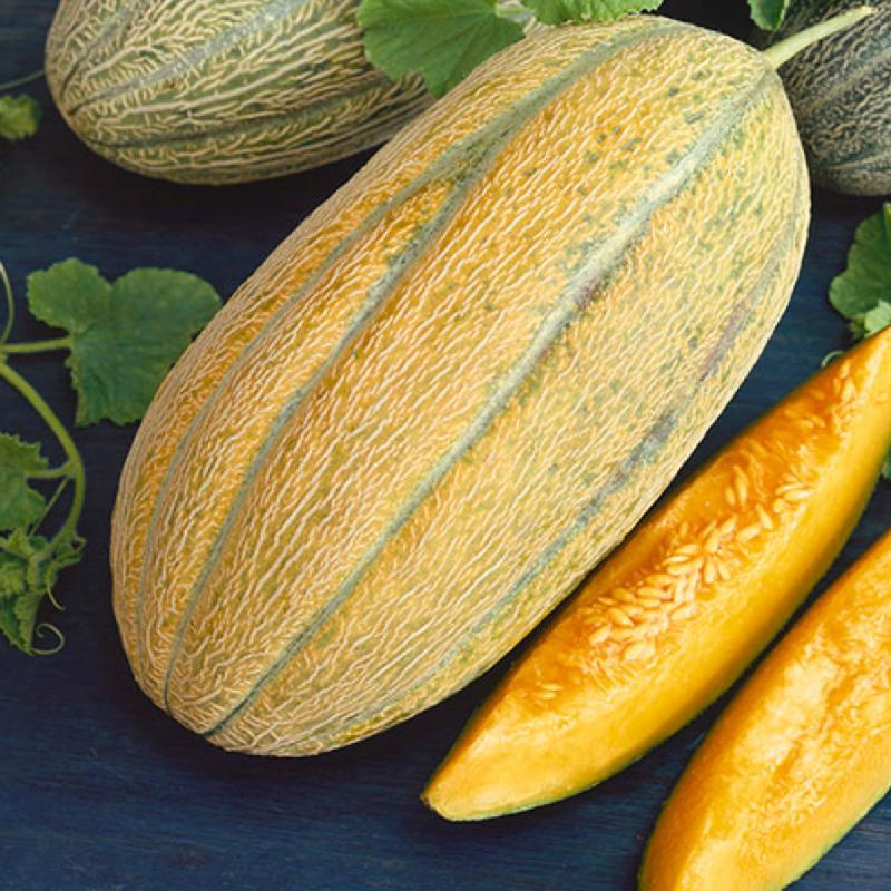 Banana Melon (Cucumis melo) Fruit Seeds