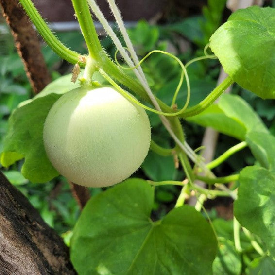 Honeydew Green Flesh Melon (Cucumis melo Inodorus) Fruit Seeds