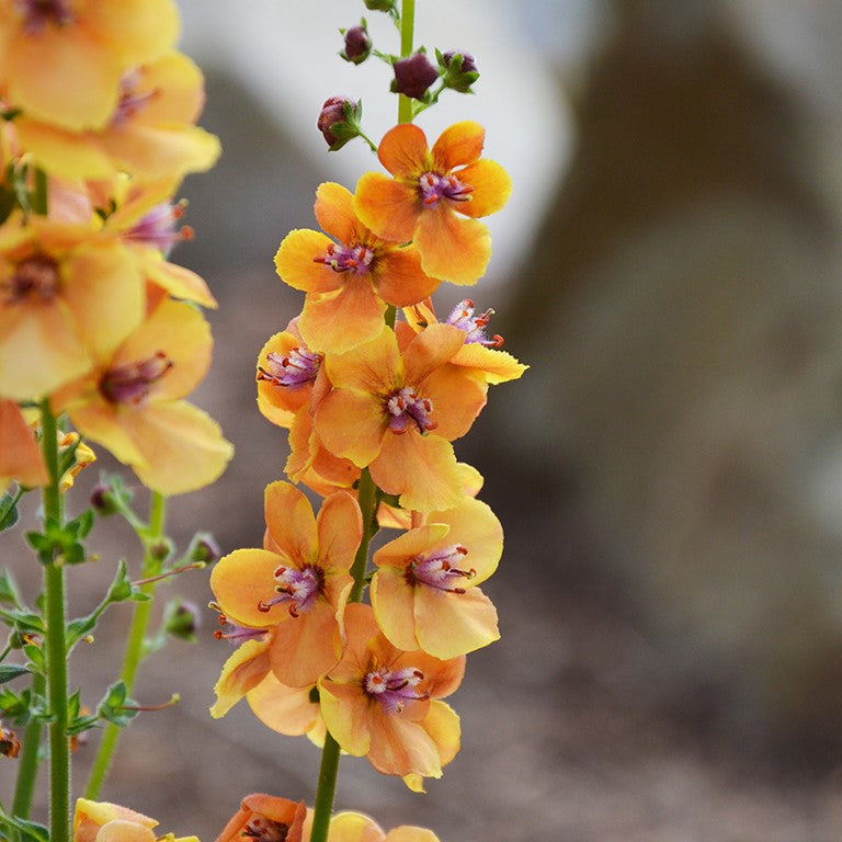 Premium Oxtail Verbascum Flower seeds for Planting Premium Quality Heirloom & GMO Free Seeds for Home Garden seeds