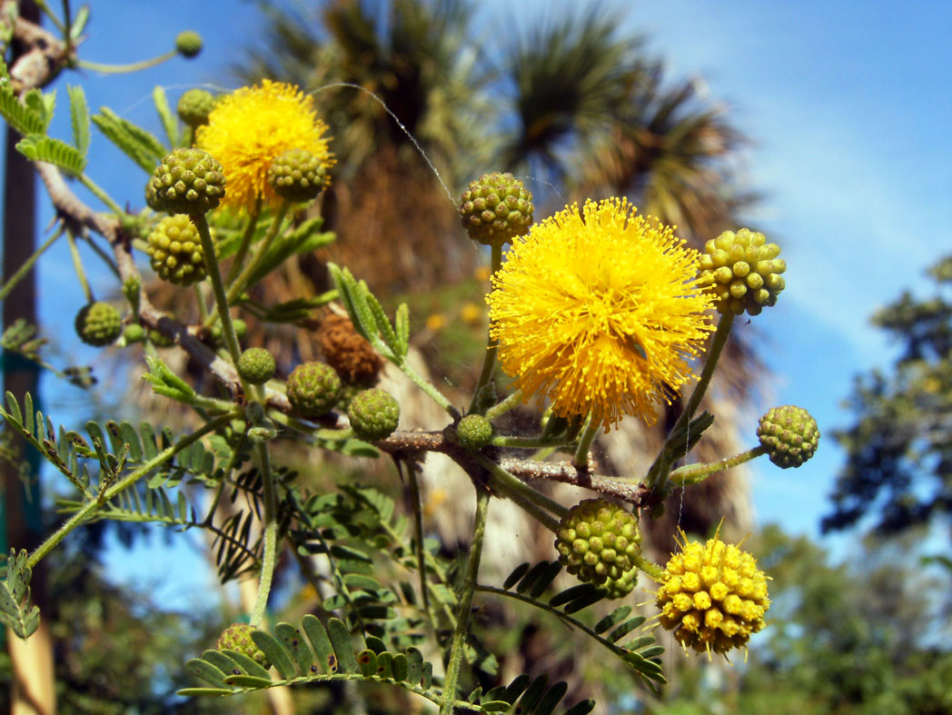 Acacia Perennial Flower Seeds Planting Mixed
