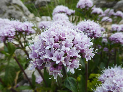 Valeriana Flower seeds for Planting Seasonal Bloomer Heirloom & GMO Free Seeds for Home Garden