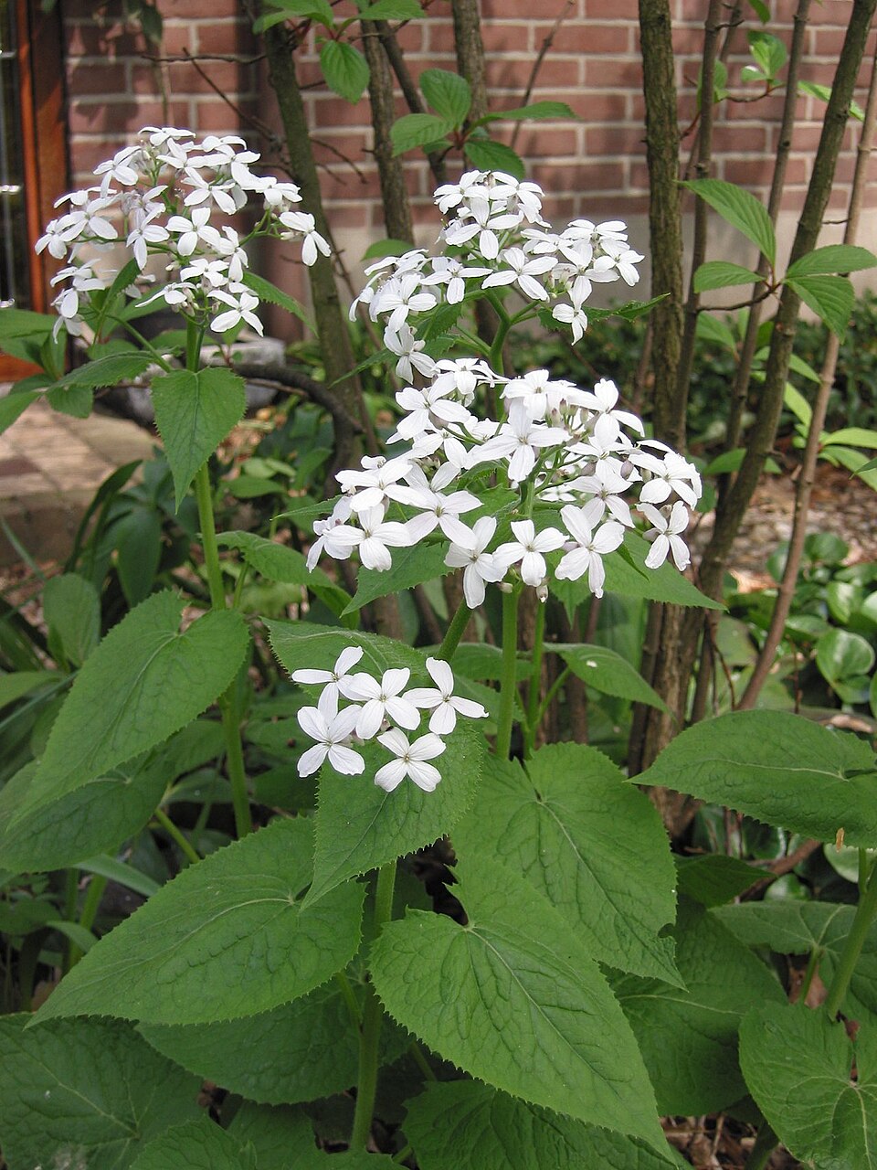 Premium White Lunaria Flower seeds for Planting Drought Tolerant, Heirloom & GMO Free Seeds for Home Garden seeds