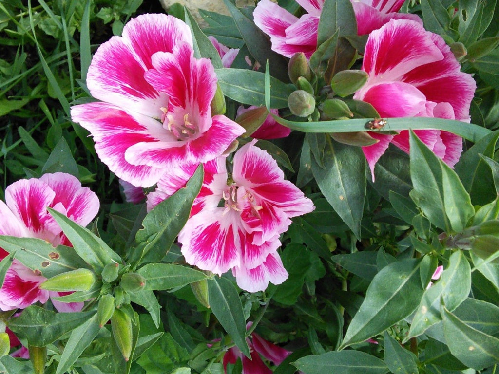 Pink Clarkia Amoena Flower seeds for Planting Fragrant Blossoms, Heirloom & GMO Free Seeds for Home Garden vegetable and garden seeds
