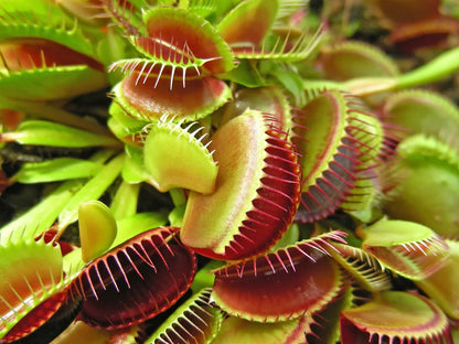 Red Catching Plant or Venus Fly Trap Insectivorous Flower seeds for Planting - Seasonal Bloomer, Heirloom & GMO Free Seeds for Home Garden