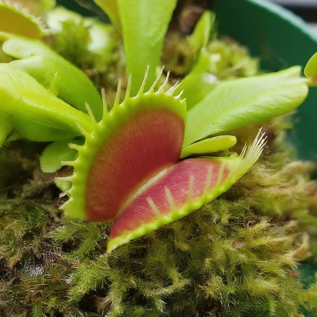 Green Venus Fly Trap Flower seeds for Planting Wildflower Mix, Heirloom & GMO Free Seeds for Home Garden seeds for planting