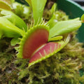 Green Venus Fly Trap Flower seeds for Planting Wildflower Mix, Heirloom & GMO Free Seeds for Home Garden seeds for planting