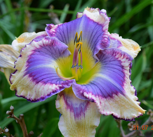 Premium Blue Hemerocallis Flower seeds for Planting Cottage Garden Essential, Heirloom & GMO Free Seeds for Home Garden seeds