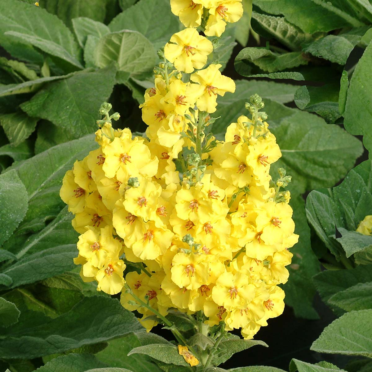 Lemon Sherbet Snapdragon Flower seeds for Planting Drought Tolerant Heirloom & GMO Free Seeds for Home Garden