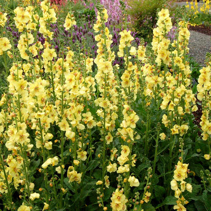 Lemon Sherbet Snapdragon Flower seeds for Planting Drought Tolerant Heirloom & GMO Free Seeds for Home Garden