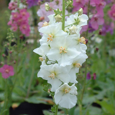 White Verbascum Flower seeds for Planting Seasonal Bloomer, Heirloom & GMO Free Seeds for Home Garden vegetable and garden seeds