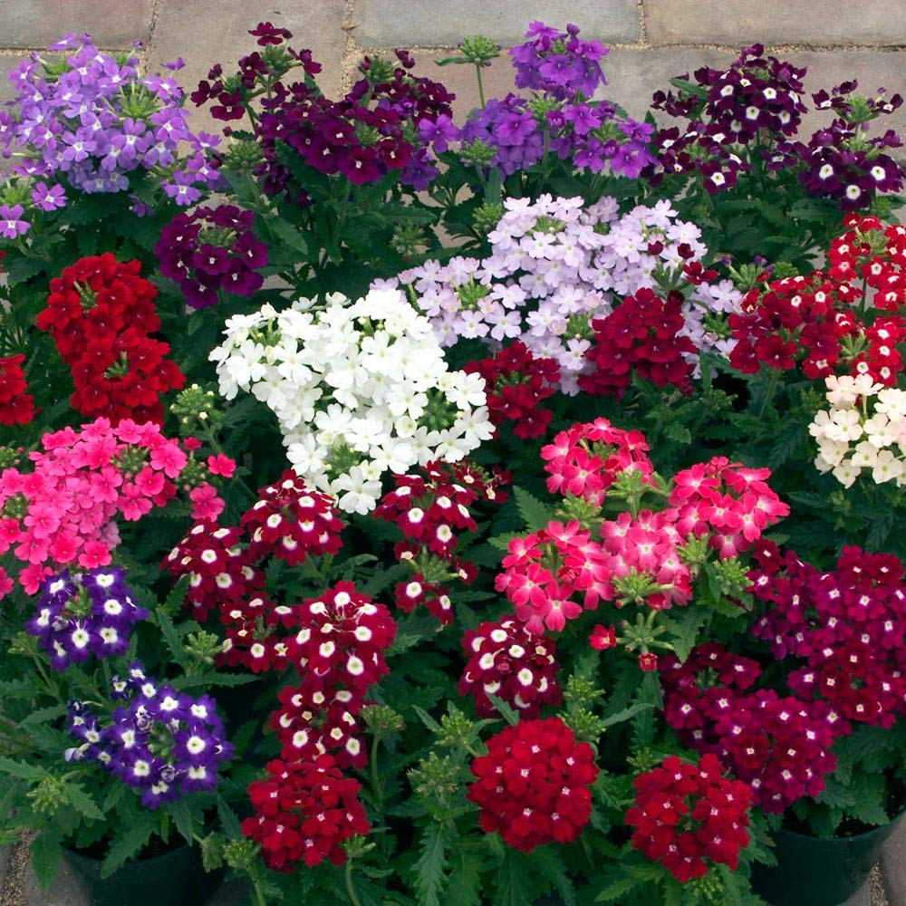 Heirloom Trailing Verbena Flower seeds for Planting Seasonal Bloomer Heirloom & GMO Free Seeds for Home Garden