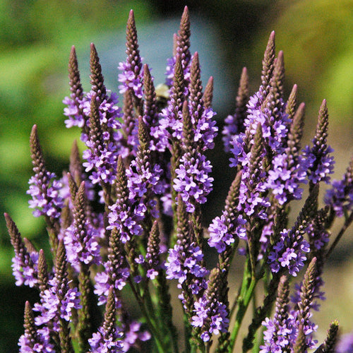 Premium Blue Vervain Flower seeds for Planting Premium Quality, Heirloom & GMO Free Seeds for Home Garden seeds