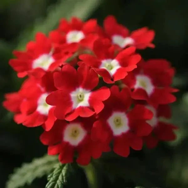 High quality Verbena Flower seeds for Planting Garden Favorite Heirloom & GMO Free Seeds for Home Garden seeds pack