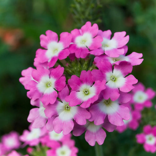 Premium Burgundy Verbena Flower seeds for Planting Pollinator Friendly, Heirloom & GMO Free Seeds for Home Garden seeds