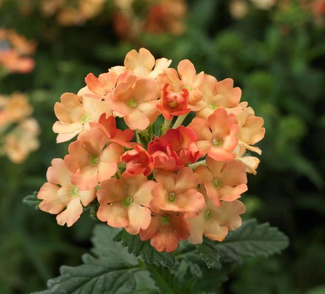 Premium Peach Verbena Didyma Flower seeds for Planting Sun Loving, Heirloom & GMO Free Seeds for Home Garden seeds