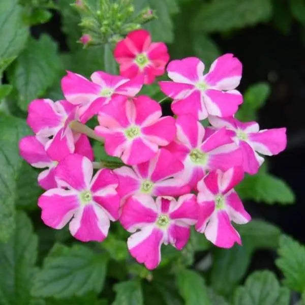 Premium Pink Verbena Flower seeds for Planting Premium Quality, Heirloom & GMO Free Seeds for Home Garden seeds