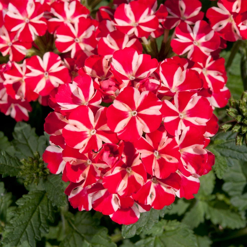 Stripe Verbena Flower seeds for Planting Wildflower Mix, Heirloom & GMO Free Seeds for Home Garden vegetable and garden seeds