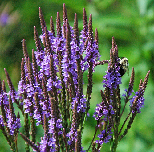 Premium Blue Verbena Hastata Flower seeds for Planting Colorful Display, Heirloom & GMO Free Seeds for Home Garden seeds