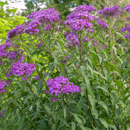 Vernonia Gigantea Flower seeds for Planting Compact Growth Heirloom & GMO Free Seeds for Home Garden
