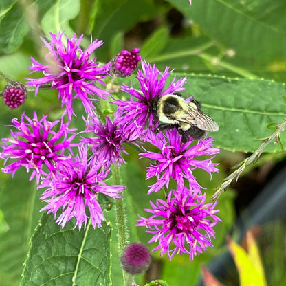 Vernonia Gigantea Flower seeds for Planting Compact Growth Heirloom & GMO Free Seeds for Home Garden