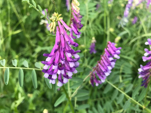 Premium Blue Vetch Flower seeds for Planting Shade Tolerant, Heirloom & GMO Free Seeds for Home Garden seeds