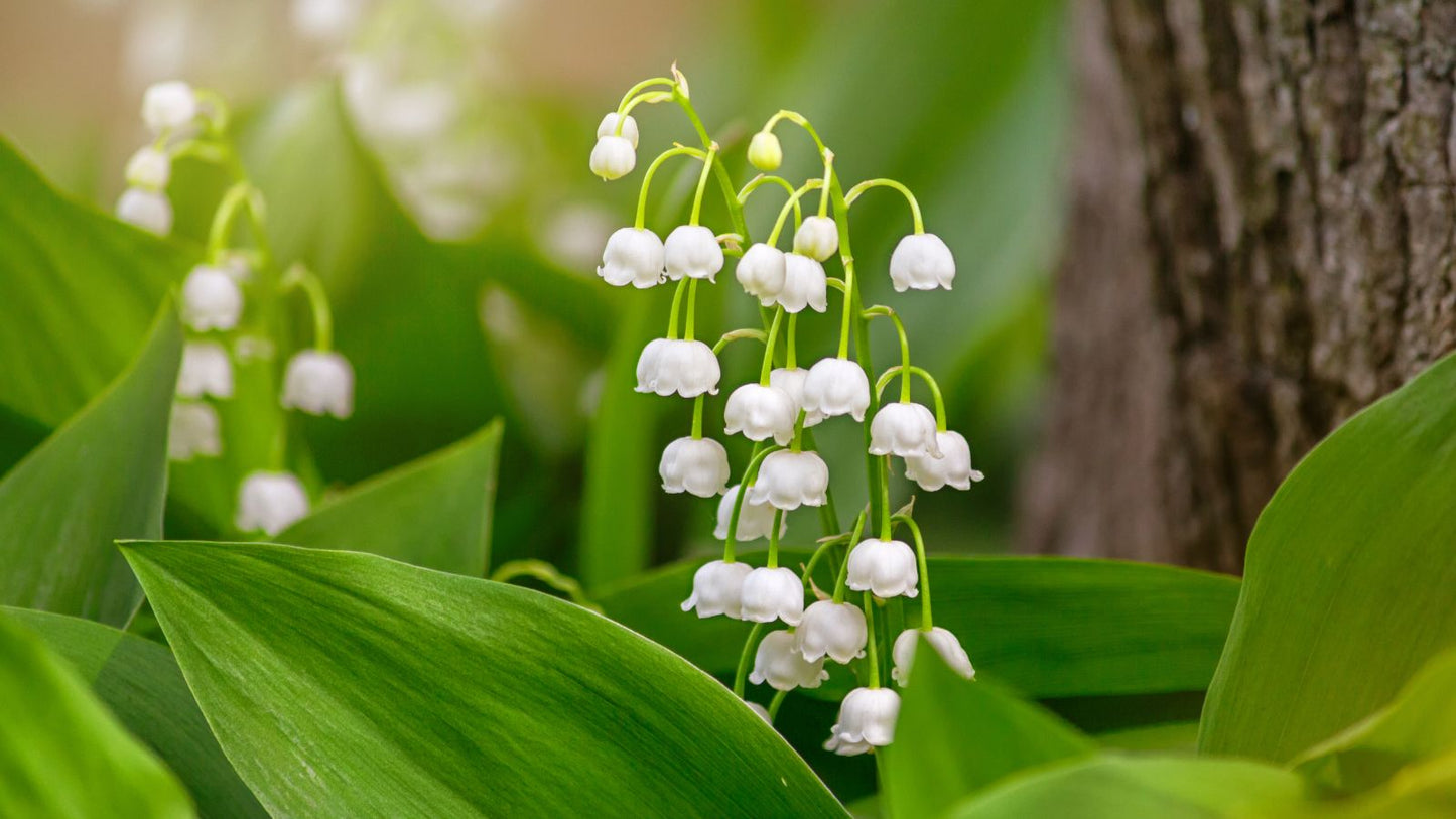 Lily of the Valley Flower seeds for Planting - Seasonal Bloomer, Heirloom & GMO Free Seeds for Home Garden
