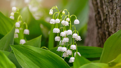 Lily of the Valley Flower seeds for Planting - Seasonal Bloomer, Heirloom & GMO Free Seeds for Home Garden