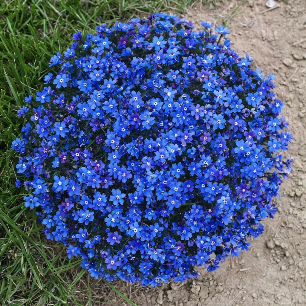 Aubrieta Blue Rock Cress Flower seeds for Planting - Low Maintenance, Heirloom & GMO Free Seeds for Home Garden
 
 Sale seeds for home garden