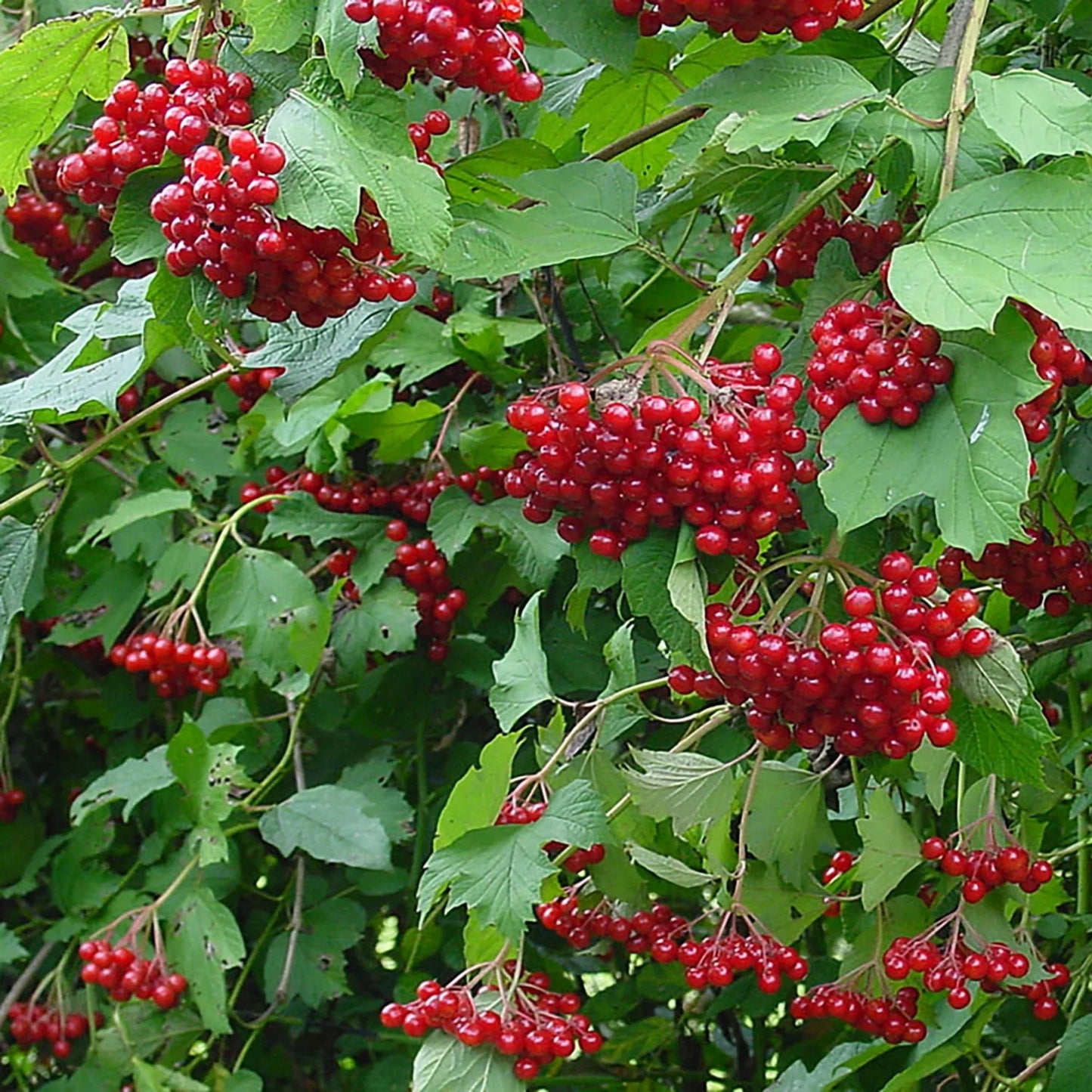 European Cranberry / Snowball Tree (Viburnum opulus) Seeds – Red Fruit & White Flowers