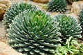Green Victoria Agave Flower seeds for Planting Pollinator Friendly, Heirloom & GMO Free Seeds for Home Garden seeds for planting