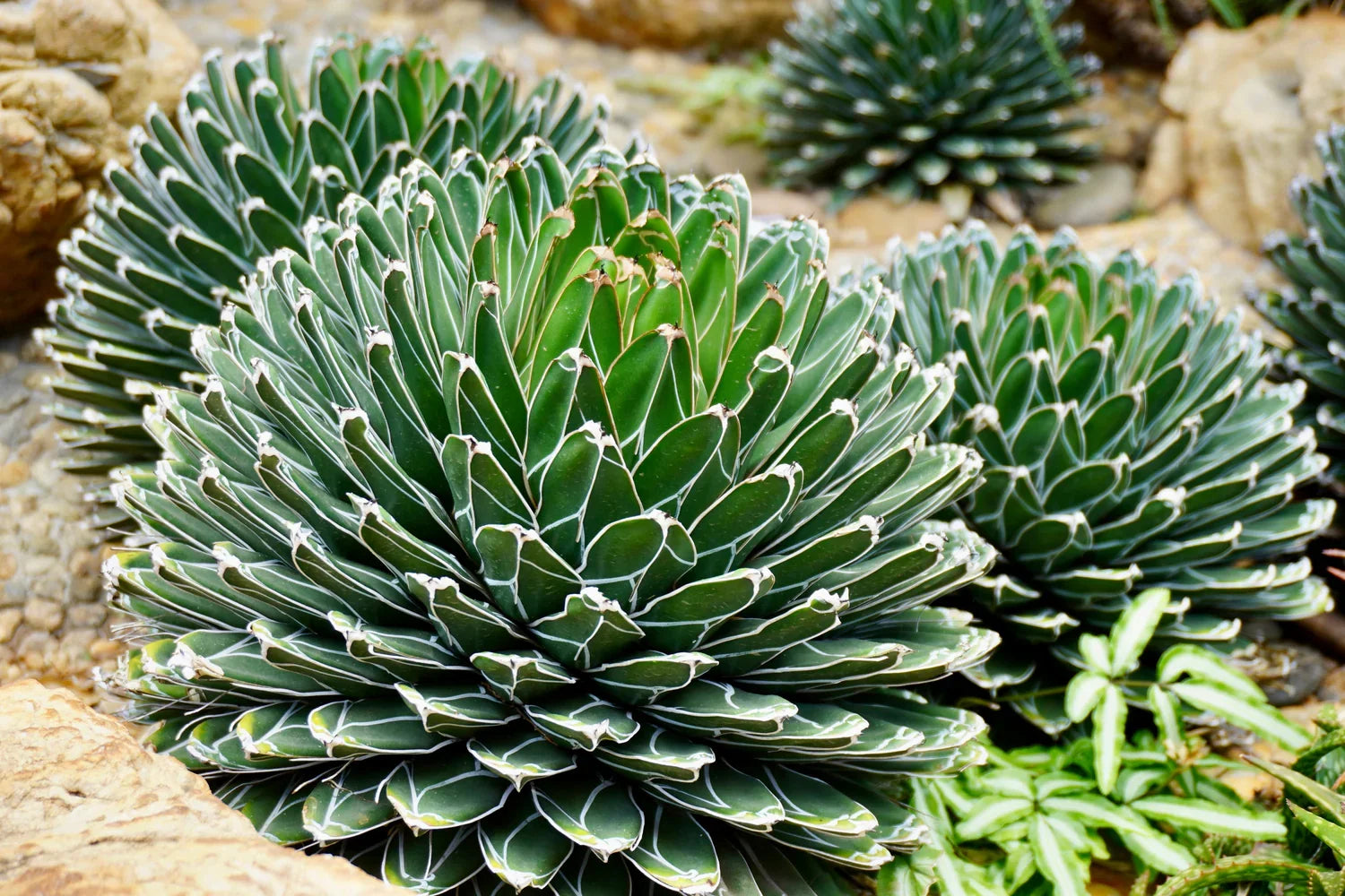 Green Victoria Agave Flower seeds for Planting Pollinator Friendly, Heirloom & GMO Free Seeds for Home Garden seeds for planting