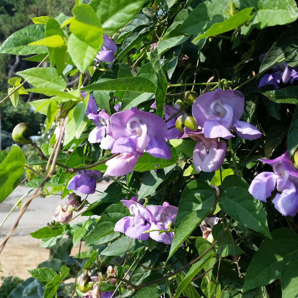 Premium Vigna Caracalla Flower seeds for Planting Cottage Garden Essential, Heirloom & GMO Free Seeds for Home Garden seeds