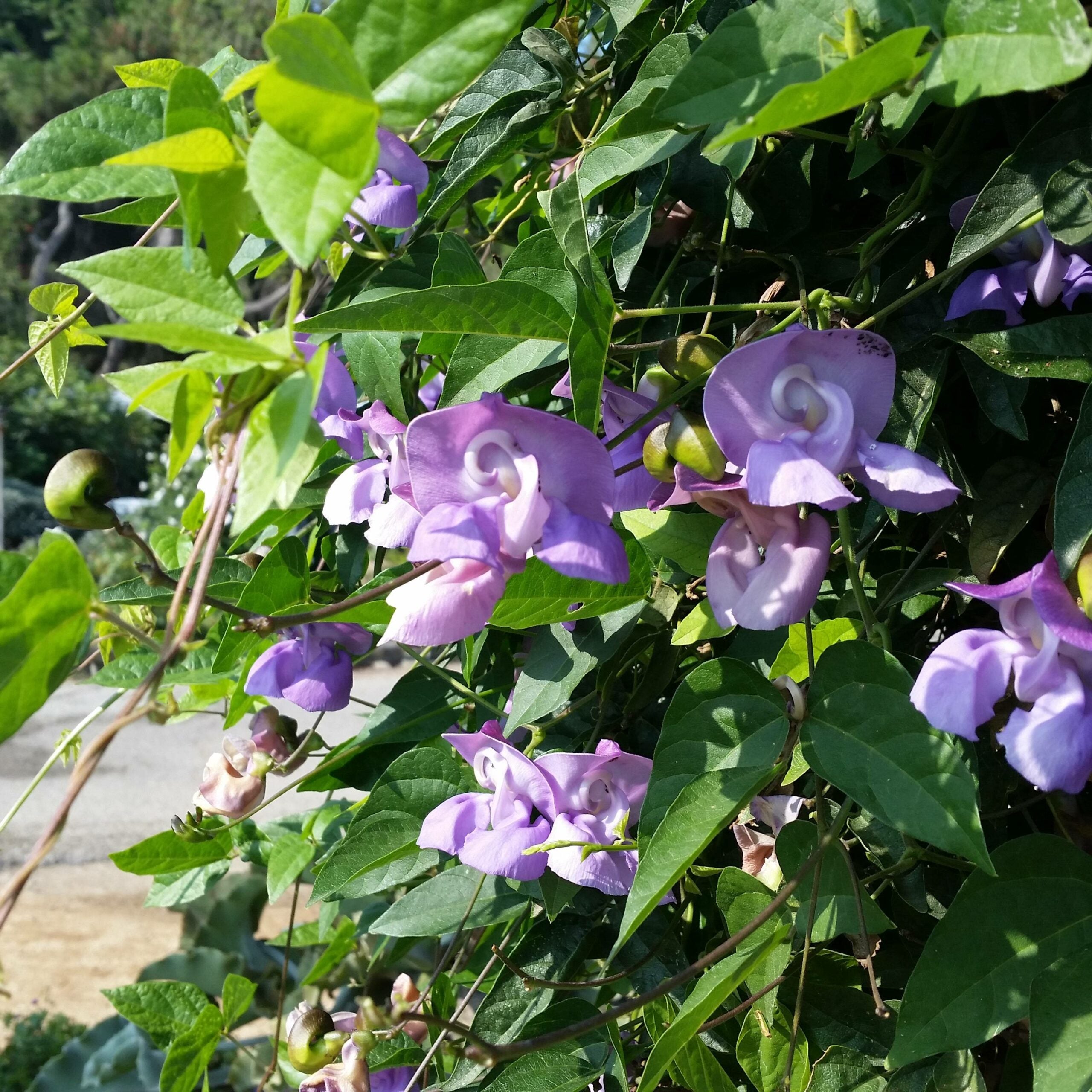 Premium Vigna Caracalla Flower seeds for Planting Cottage Garden Essential, Heirloom & GMO Free Seeds for Home Garden seeds