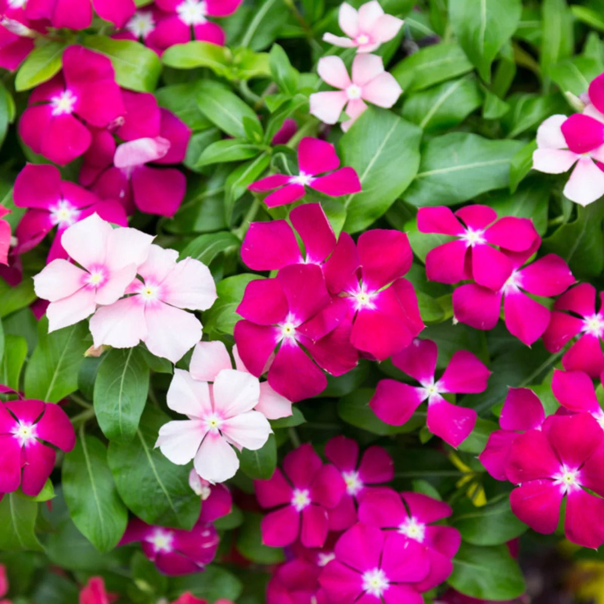 Vinca Periwinkle Flower seeds for Planting - Hardy Variety, Heirloom & GMO Free Seeds for Home Garden