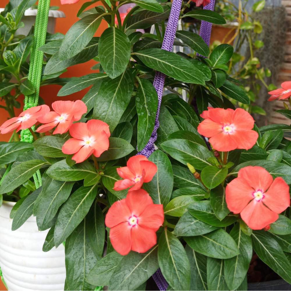 Orange Vinca Flower seeds for Planting - Colorful Display, Heirloom & GMO Free Seeds for Home Garden