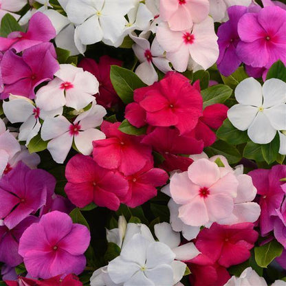 Vinca Periwinkle Flower seeds for Planting - Hardy Variety, Heirloom & GMO Free Seeds for Home Garden