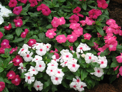 Vinca Victory Flower seeds for Planting, Sun Loving Heirloom & GMO Free Seeds for Home Garden