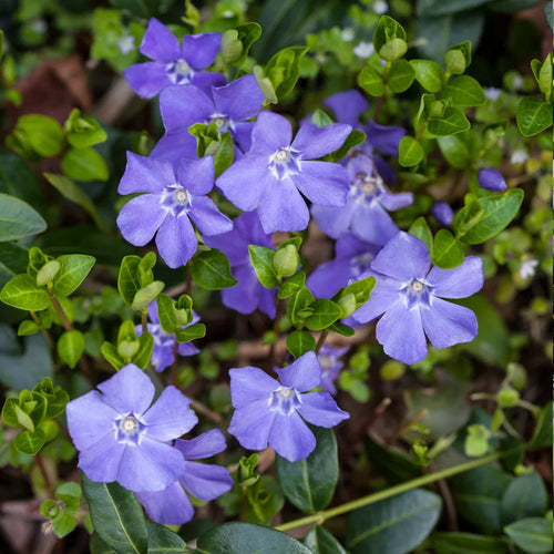 Premium Blue Vinca Periwinkle Flower seeds for Planting Seasonal Bloomer, Heirloom & GMO Free Seeds for Home Garden Sale seeds