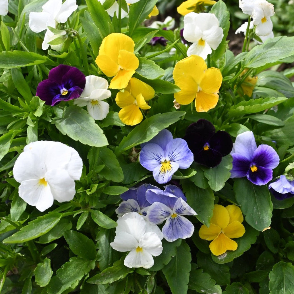 Mixed Pansy Perennial Flower seeds for Planting Wildflower Mix, Heirloom & GMO Free Seeds for Home Garden seeds for planting