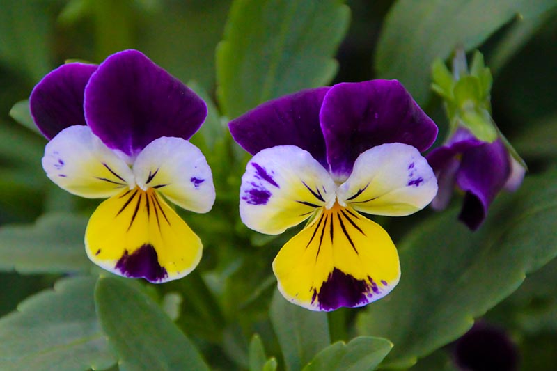 Johnny Jump Ups Flower seeds for Planting Perfect for Borders Heirloom & GMO Free Seeds for Home Garden