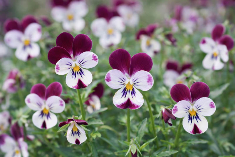 Mixed Viola Tricolor Flower seeds for Planting Hardy Variety, Heirloom & GMO Free Seeds for Home Garden vegetable and garden seeds