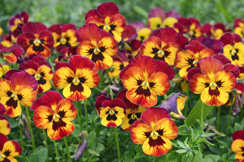 Pansy Flower seeds for Planting Cut Flower Favorite Heirloom & GMO Free Seeds for Home Garden