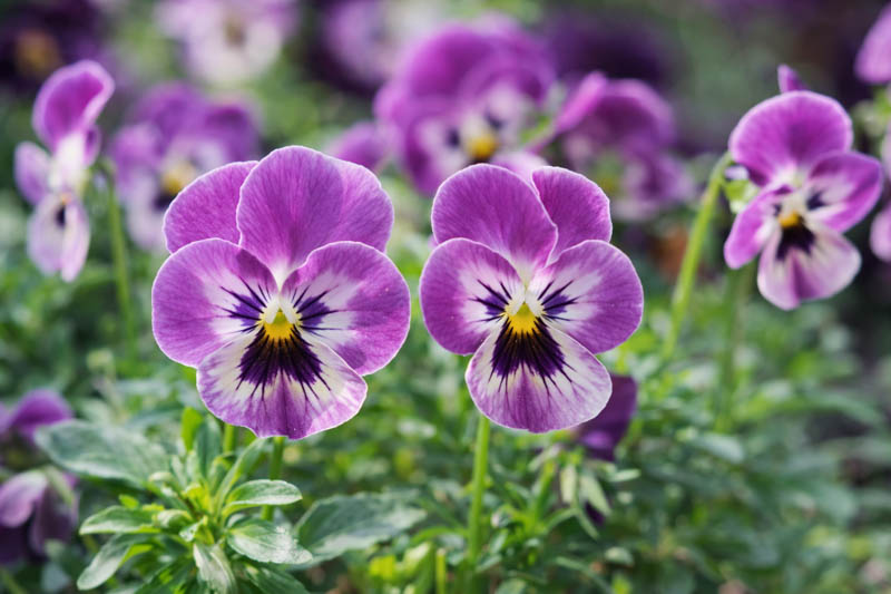 Heirloom Johnny Jump Up Flower seeds for Planting Cut Flower Favorite Heirloom & GMO Free Seeds for Home Garden